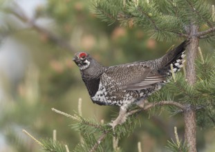 Spruce Grouse (Falcipennis canadensis) male, Michigan, USA