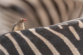 Red-billed Oxpecker (Buphagus erythrorynchus), Mpumalanga, South Africa