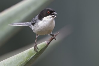 Black-capped Warbling-Finch (Poospiza melanoleuca) perched on a branch in Bolivia, South America