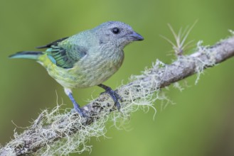 Black-headed Tanager (Tangara cyanoptera) perched on a branch in Colombia, South America