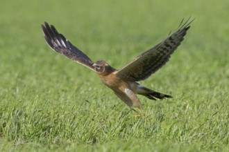 Steppenweihe, lat. Circus macrourus, Jungvogel startet von einer Wiese bei Sonnenschein