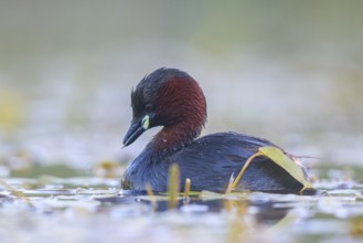 Little Grebe (Tachybaptus ruficollis), North Rhine-Westphalia, Germany