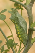 Die Gürtel-Puppe des Schwalbenschanz (Papilio machaon) an (Ruta graveolens) fest gemacht