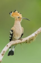 Wiedehopf, Upupa epops Eurasian hoopoe, Upupa epops