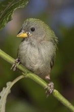 Tricolored Parrotfinch (Erythrura tricolor) juvenile