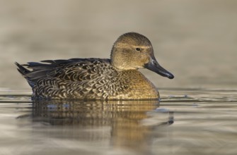 Northern Pintail (Anas acuta) female, British Columbia, Canada