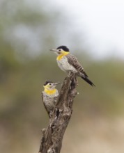 Campo Flicker (Colaptes campestris) pair, Corrientes, Argentina