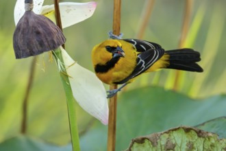Yellow Oriole (Icterus nigrogularis) perched on a branch in the grasslands of Guyana