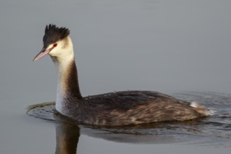 Great Crested Grebe (Podiceps cristatus), Netherlands