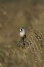 Bearded tit or reedling (Panurus biarmicus) adult male bird on a Common reed seedhead, RSPB