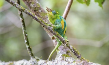 Three-horned chameleon (Trioceros jacksonii), male, sitting on a branch, Bwindi Impenetrable Forest