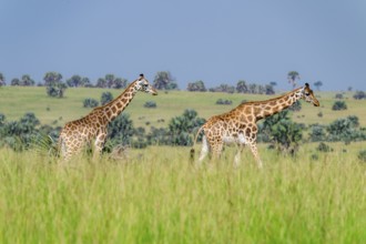 Rothschild's giraffes (Giraffa camelopardalis rothschildi) in green grass, Murchison Falls National