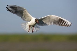 Black-headed Gull (Chroicocephalus ridibundus) flying, Texel, Netherlands
