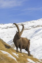 Alpine ibex (Capra ibex) male foraging in the snow in winter in the Gran Paradiso National Park,