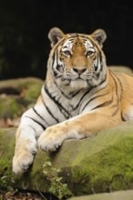 An attentive tiger lies quietly on a moss-covered rock, Siberian tiger (Panthera tigris altaica),