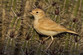 Bar-tailed Desert Lark - Sandlerche - Ammomanes cincturus, Marokko, adult