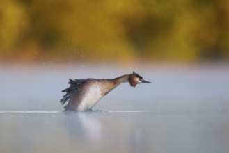Great Crested Grebe (Podiceps cristatus), North Rhine-Westphalia, Germany