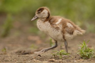 Egyptian Goose (Alopochen aegyptiaca) juvenile, North Rhine-Westphalia, Germany