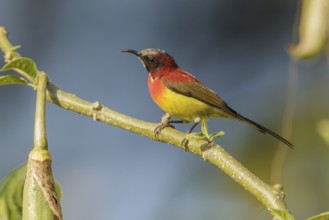 Mrs. Gould's Sunbird (Aethopyga gouldiae) male, Doi Inthanon, Thailand