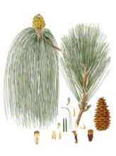 Swamp pine, Pinus palustris, Pinus longifolia, Long-leaved Indian pine, tree, digitally enhanced