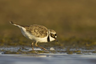Little Ringed Plover (Charadrius dubius) female foraging, North Rhine-Westphalia, Germany