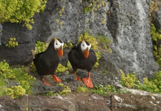 Tufted Puffin (Fratercula cirrhata), Alaska, USA