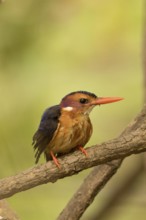 African Pygmy Kingfisher (Ispidina picta), Gambia