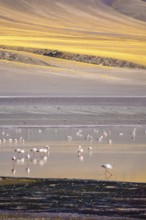 A serene view of flamingos wading in Laguna Grande at Catamarca, Argentina. The vibrant landscape