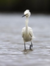 Little Egret (Egretta garzetta) foraging, Victoria, Australia