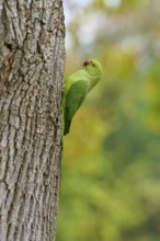 Green collared parakeet (Psittacula krameri), sitting on a tree trunk, Baden-Württemberg, Germany