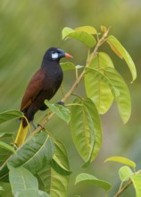 Montezuma-Oropendola (Psarocolius montezuma) at Laguna Lagarto Lodge near Boca Tapada, Costa Rica