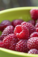 Autumn raspberry (Rubus idaeus 'Polka'), Cambridge Botanical Garden, 222