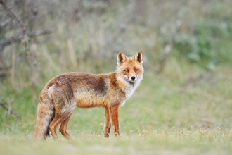 Red fox (Vulpes vulpes), North Holland, Netherlands