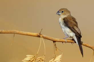African silverbill, silver beak, silver pheasant, trusting bird, ornamental bird in Europe, family