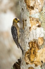 Golden-cheeked Woodpecker Melanerpes chrysogenys El Tuito, Jalisco, Mexico 10 June Adult Female