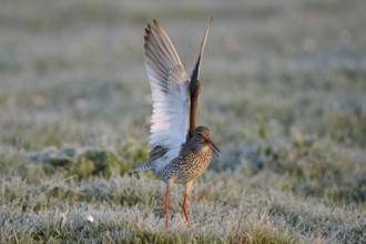 Rotschenkel (Tringa totanus), Redshank, balzendes Maennchen, mit Rauhreif, morgens, April, Insel