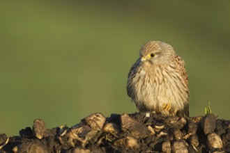 Common kestrel (Falco tinnunculus) adult falcon bird of prey on a farm waste heap from a sugar beet