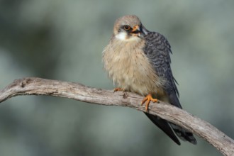 Red-footed Falcon (Falco vespertinus) female, Hungary