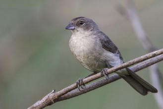 Pileated Finch (Coryphospingus pileatus) perched on a branch in the Atlantic rainforest of