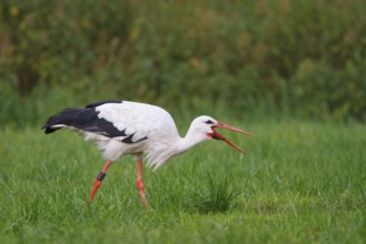 White Stork (Ciconia ciconia) female, North Rhine-Westphalia, Germany