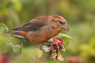 Common Crossbill - Fichtenkreuzschnabel - Loxia curvirostra ssp. curvirostra, Germany, adult male,