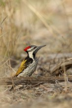 Black-rumped Flameback (Dinopium benghalense) male, Rajasthan, India