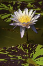 Tropical water lily (Nymphaea), Rhonda Kay, flowering, North Rhine-Westphalia, Germany