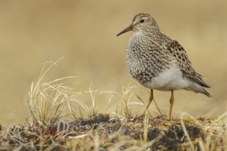 Pectoral Sandpiper (Calidris melanotos) on the tundra in Northern Alaska