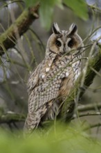 Long-eared Owl (Asio otus), North Rhine-Westphalia, Germany