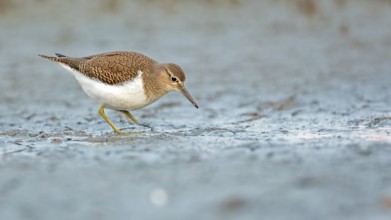 Common Sandpiper (Actitis hypoleucos) foraging, Mecklenburg-Western Pomerania, Germany