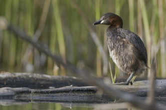 Little Grebe (Tachybaptus ruficollis) juvenile, Saxony, Germany