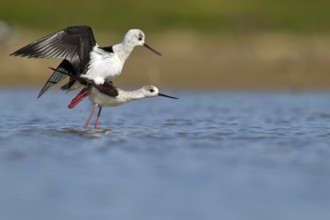 Black-winged Stilt (Himantopus himantopus) pair mating, Seville, Spain