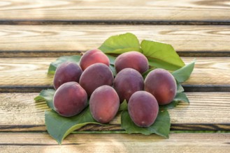 Apricot (Prunus armeniaca 'Jengat'), Merkel family, Austria