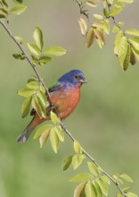 Painted Bunting (Passerina ciris) male perched on a branch, Texas, USA